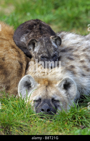 Spotted hyena (Crocuta crocuta), cub giacente sulla sua madre Foto Stock