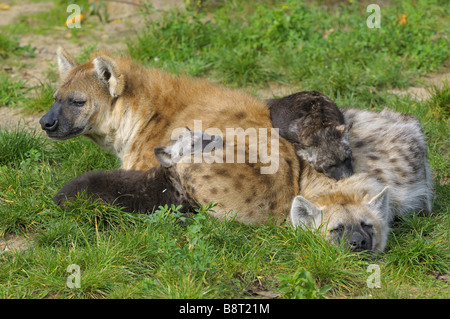 Spotted hyena (Crocuta crocuta), famiglia Foto Stock