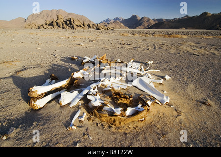 Morto il cammello nel deserto, Libia Foto Stock