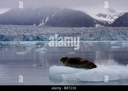 Guarnizione barbuto (Erignathus barbatus), poggia su ghiaccio floe, Norvegia Foto Stock