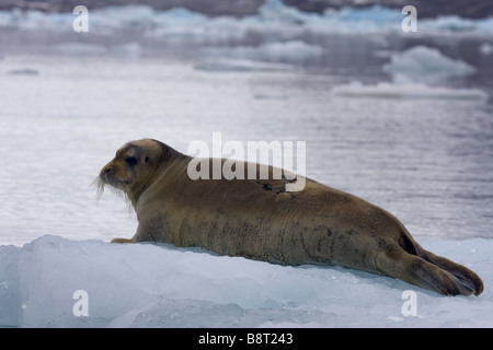 Guarnizione barbuto (Erignathus barbatus), poggia su ghiaccio floe, Norvegia Foto Stock