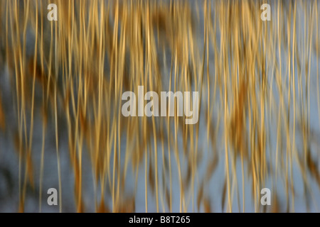 Erba reed, cannuccia di palude (Phragmites communis, Phragmites australis), mirroring in acqua, Italia, Puglia Puglia Foto Stock