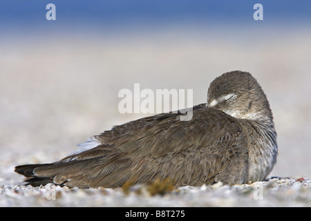 Willet (Catoptrophorus semipalmatus), che giace sulla spiaggia, testa in piumaggio, STATI UNITI D'AMERICA, Florida Foto Stock