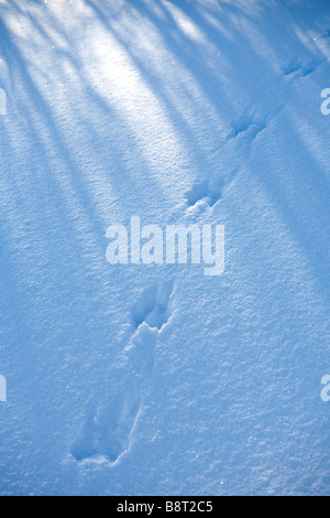 Scoiattolo rosso europeo ( sciurus vulgaris ) piste sulla neve , Finlandia Foto Stock