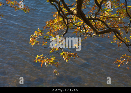 Oak tree ramo con foglie dorate in autunno appesa sopra l'acqua Foto Stock