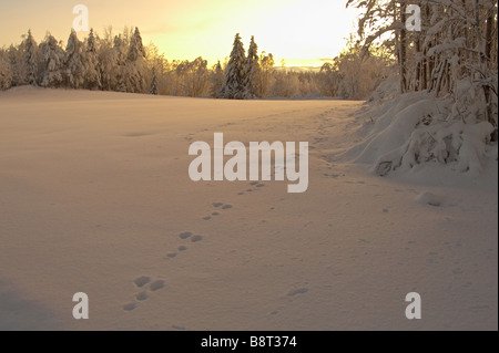 Lepre s tracce sulla neve Foto Stock
