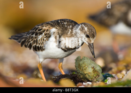 Voltapietre (Arenaria interpres) in inverno piumaggio rovistando sulla spiaggia ghiaiosa Foto Stock