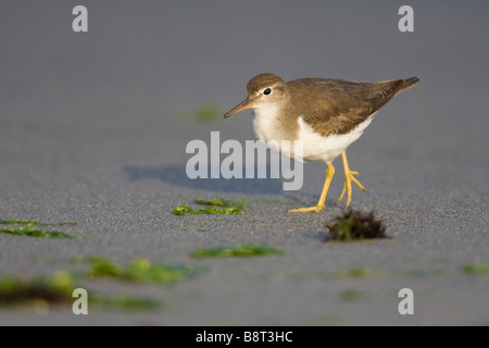 Spotted Sandpiper (Actitis macularia) passeggiate sulla spiaggia Foto Stock