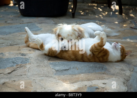 Piccolo Cane bianco recante sopra lo stomaco di zenzero cat Foto Stock