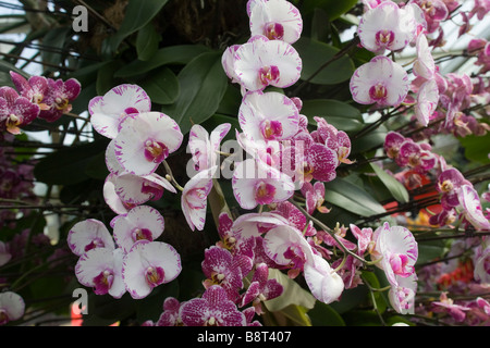 Phalaenopsis Moth Orchid Foto Stock