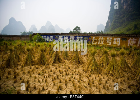 Secchi fasci di riso in attesa di essere raccolti sulle risaie nel fiume Li regione vicino a Guilin, provincia di Guangxi, Cina. Foto Stock