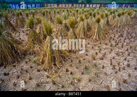 Secchi fasci di riso in attesa di essere raccolti sulle risaie nel fiume Li regione vicino a Guilin, provincia di Guangxi, Cina. Foto Stock