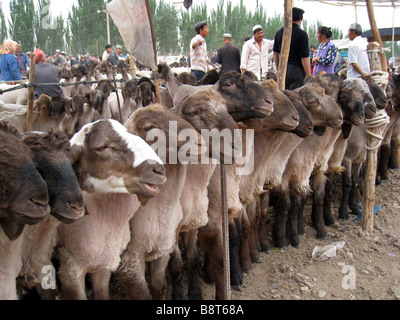 Pecore in attesa di vendita a Kashgar mercato domenicale, Kashgar, Cina Foto Stock