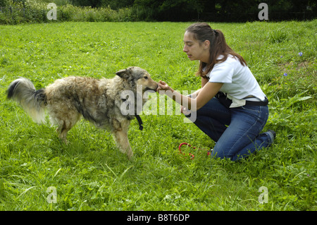 Razza cane (Canis lupus f. familiaris), Donna gioca con il cane su un prato Foto Stock