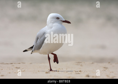 Silver gull camminando su una spiaggia Foto Stock