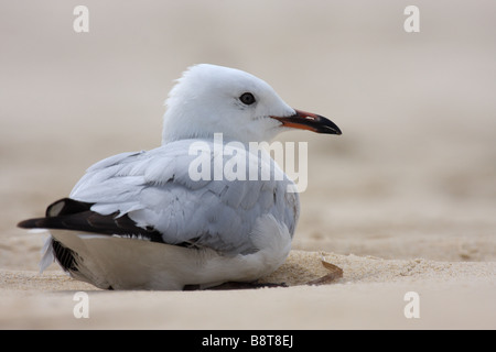 Gabbiano di argento in appoggio su una spiaggia Foto Stock