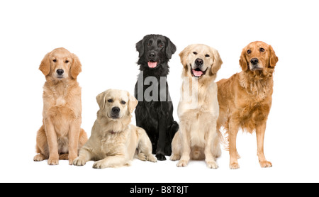 Gruppo di 5 golden retriever e labrador rivolto verso la fotocamera davanti a uno sfondo bianco Foto Stock