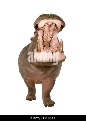 Ippopotamo Hippopotamus amphibius 30 anni davanti a uno sfondo bianco Foto Stock