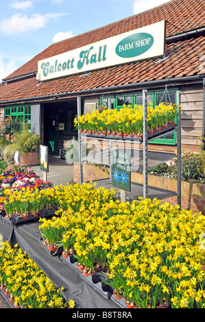 Calcott Hall Farm Shop e la selezione di piante da giardino in vendita Foto Stock