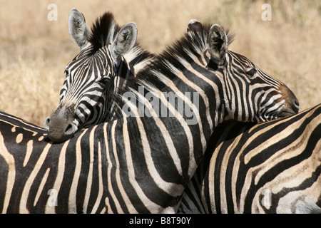 Due pianure Zebra Equus burchelli Nuzzling ogni altri collo nel Parco di Kruger NP, Sud Africa Foto Stock
