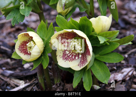 HELLEBORUS frassino ibridi da giardino Foto Stock