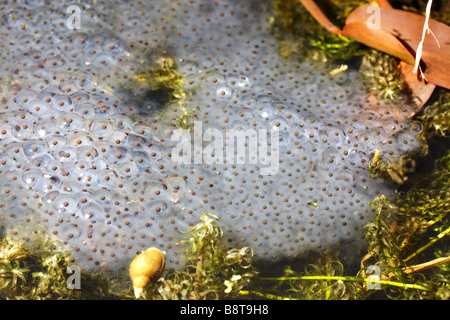 Frogspawn della rana comune (Rana temporaria) nel laghetto in giardino, in un giardino in Galles, Regno Unito Foto Stock