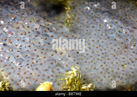 Frogspawn della rana comune (Rana temporaria) nel laghetto in giardino, in un giardino in Galles, Regno Unito Foto Stock