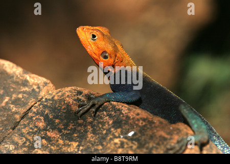 Sulla roccia si trova la tipica lucertola AGAMA, d'Africa, dai colori molto luminosi Foto Stock