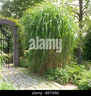 Miscanto / Miscanthus sinensis giganteus Foto Stock