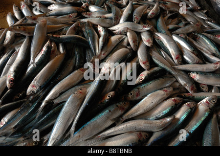 Pesca di aringhe famiglia Semporna wet mercato del pesce Semporna Sabah Borneo malese del sud-est asiatico Foto Stock