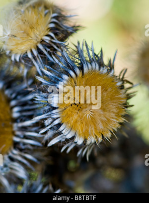 Carline thistle teste di seme Foto Stock