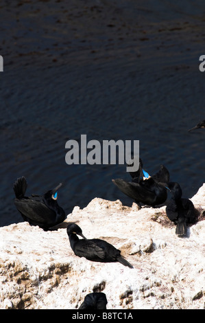 Quattro Brandt cormorani del fluff loro piume nere sulle rocce della costiera punto Lobos in California. Foto Stock