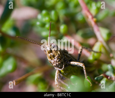 Grasshopper testa Foto Stock