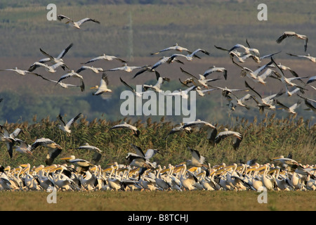 Orientale pellicano bianco (Pelecanus onocrotalus), gregge di appoggio, Bulgaria Foto Stock