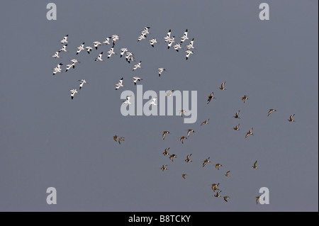 Pied avocet (Recurvirostra avosetta), due branchi, Paesi Bassi, Texel Foto Stock