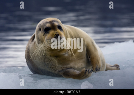 Guarnizione barbuto (Erignathus barbatus), poggia su ghiaccio floe, Norvegia Foto Stock