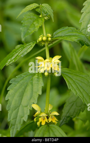 Giallo arcangelo, lamiastrum galeobdolon (galeobdolon luteum), fiori selvatici, Berchtesgarden National Park, Baviera, Germania Foto Stock