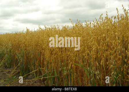 Haferfeld oat campo 04 Foto Stock