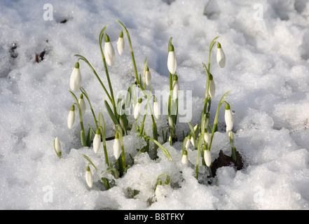Snowdrops in winter snow, galanthus nivalis Foto Stock