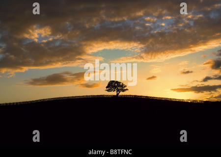 Un lone stagliano quercia si siede in cima alla collina e la California in un vigneto vicino al tramonto. Foto Stock