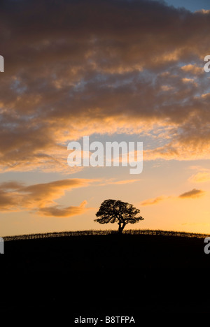 Un lone stagliano quercia si siede in cima alla collina e la California in un vigneto vicino al tramonto. Foto Stock