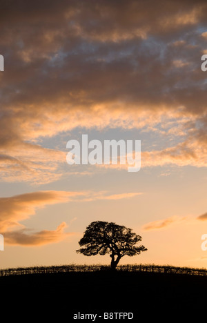 Un lone stagliano quercia si siede in cima alla collina e la California in un vigneto vicino al tramonto. Foto Stock