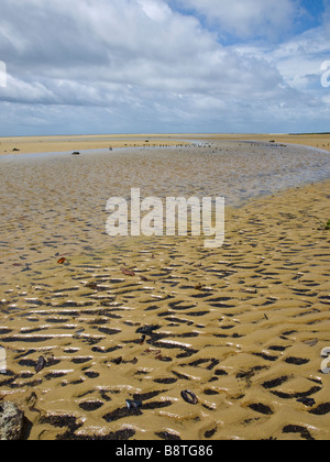 La bassa marea in Ilha do Marajo isola fluviale in Amazzonia, Para stato, nel nord del Brasile. Foto Stock