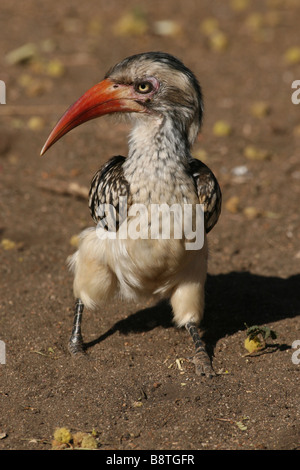 Rosso-fatturati Hornbill Tockus erythrorhynchus permanente sulla massa nel Parco Nazionale di Kruger , Sud Africa Foto Stock