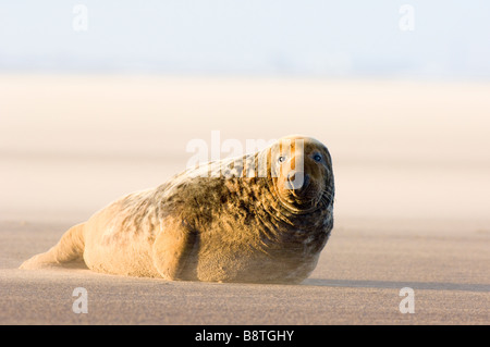 Guarnizione grigio, Halichoerus grypus, maschio in appoggio sulla spiaggia sulla costa del Lincolnshire, Inghilterra, in una tempesta di sabbia con soffiaggio di sabbia. Foto Stock
