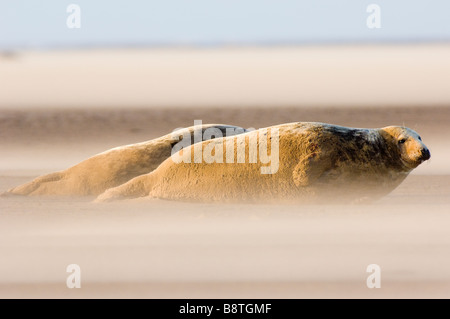 Guarnizione grigio, Halichoerus grypus, femmina in appoggio sulla spiaggia sulla costa del Lincolnshire, Inghilterra, in una tempesta di sabbia con soffiaggio di sabbia. Foto Stock
