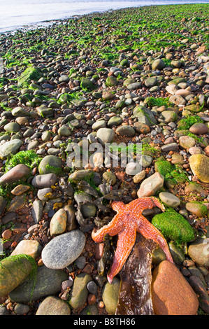 Starfish comune, Asterias rubens, intrecciato sulla riva del Moray Firth, Highlands Scozzesi. Foto Stock