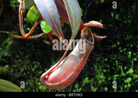 Pianta brocca in crescita nel Giardino Botanico, Singapore. Foto Stock