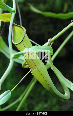 Pianta brocca in crescita nel Giardino Botanico, Singapore. Foto Stock