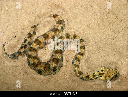 Vipera cornuta, deserto africano vipera cornuta (Cerastes cerastes), in sabbia Foto Stock